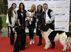 Black & White Dog Party újratöltve