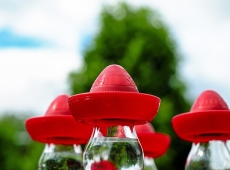 A tequila segíthet a fogyásban